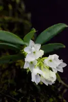 Hymenorchis javanica — No