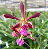 Encyclia bractescens x Nursery Rhyme
