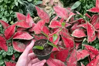 2 Vanilla Bean Orchid Starter Plants – 2” Pot Size – Vanilla planifolia