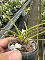 Neofinetia falcata ‘Hanamatoi’