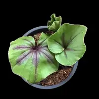 [Bulbs][Import AS-IS] Nervilia calcicola [2.4 BS][July Preorder]