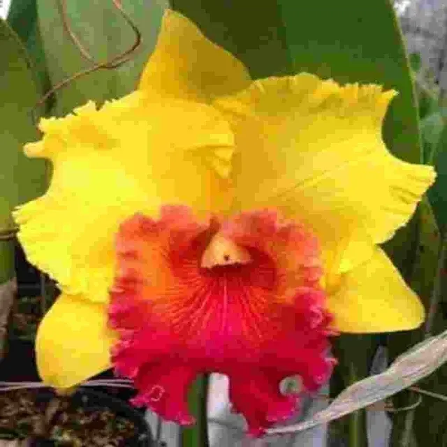 Brassolaeliocattleya Thong Supan (Brassolaeliocattleya)