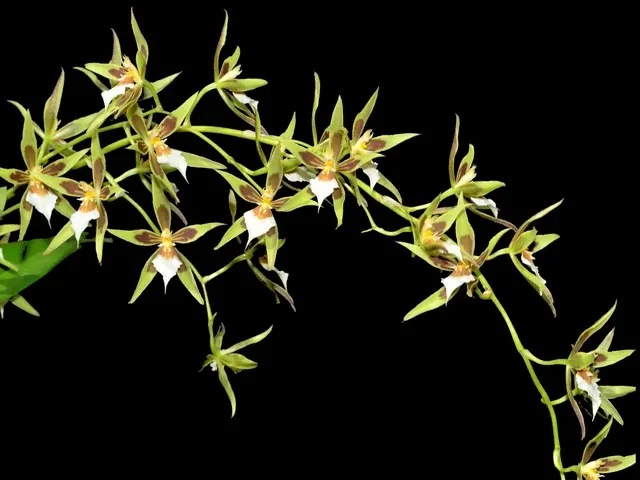 Oncidium multistellare (Oncidium)