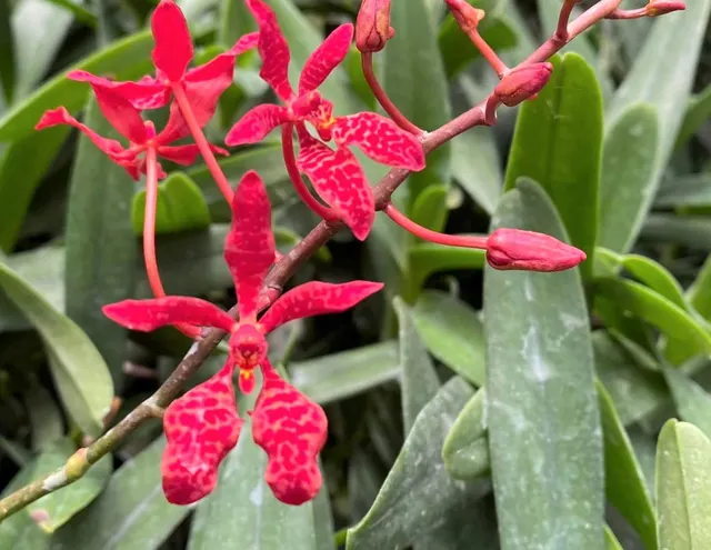 Renanthera King Crimson (Renanthera)