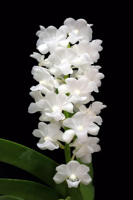 Rhynchostylis coelestis var alba (Rhynchostylis)