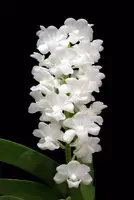 Rhynchostylis coelestis var. alba