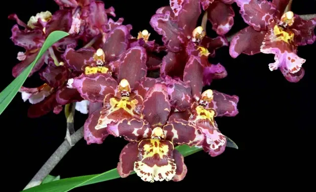 Oncostele Eye Candy 'Pinkie'