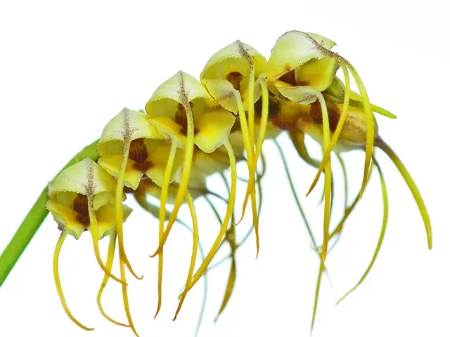 Masdevallia tridens (Masdevallia)