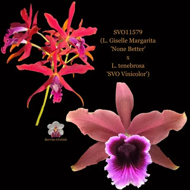 Cattleya Orchid Hybrid SVO11579 'None Better'