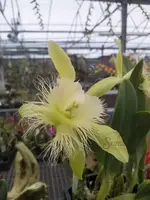 Rhyncholaelia digbyana (6″ Pot)