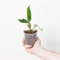 Bulbophyllum capitatum