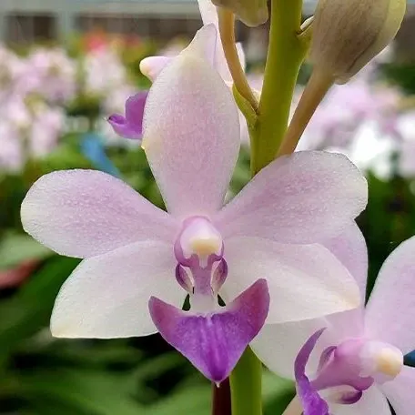 Phalaenopsis Tzu Chiang Sapphire (Phalaenopsis)