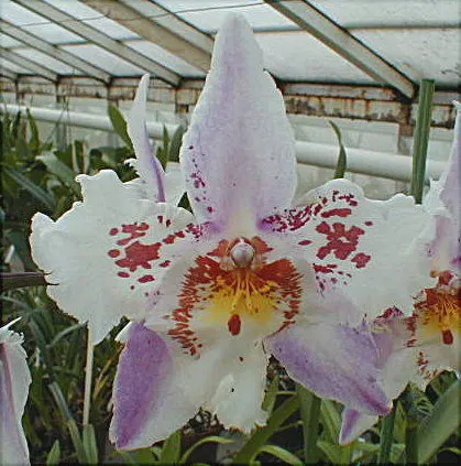 Odontonia MOLIERE