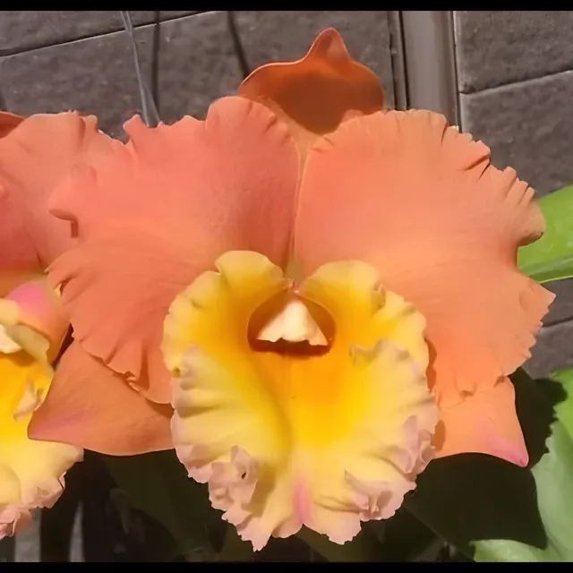 Rhyncholaeliocattleya Pegasus Fantasy 'Golden Peach' (Rhyncholaeliocattleya)