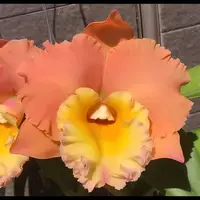 Rlc. Pegasus Fantasy 'Golden Peach' | 4" Pot | BS not in bloom