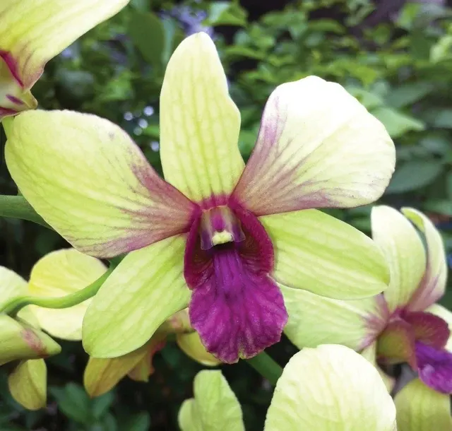 Dendrobium Orchid Thongchai Gold ‘Virog’