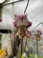 Paphiopedilum fairrieanum ‘HLS’ x sib