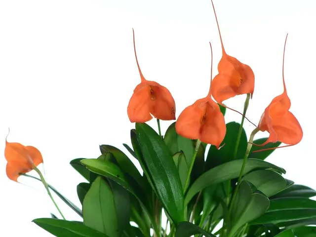 Masdevallia Ann Jesup 'Margarite' (Masdevallia)