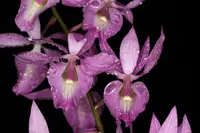 Barkeria melanocaulon