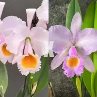 [Bare-root][New] #CA# C. schroederae (albescens 'big yolk' x concolor) [2.4" NBS][Sept in stock 26]