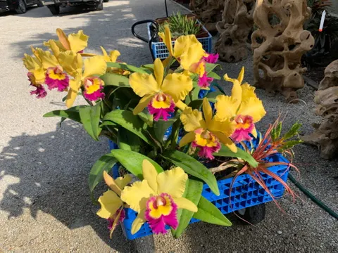 Rhyncholaeliocattleya Young Kong “Sun #16” (Rhyncholaeliocattleya)