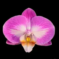 [Bare-root][Import AS-IS] #PA# Phal. GC Reyoung Snow Fox [3.0" BS][Sept Preorder 26]