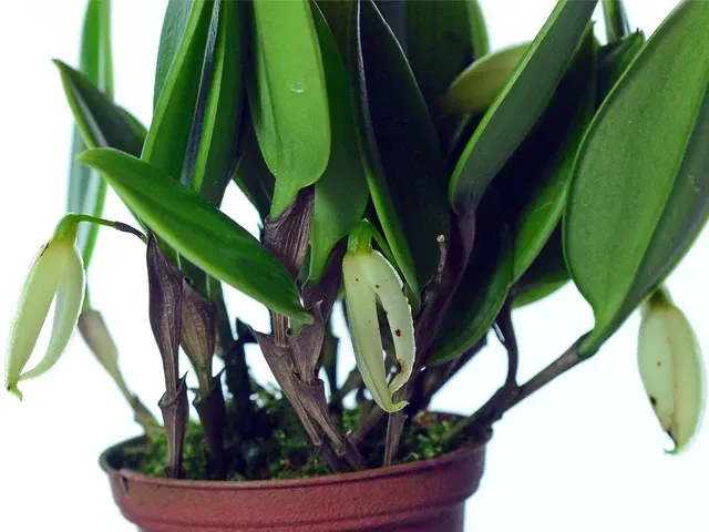 Zootrophion niveum (Zootrophion)