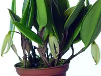 Zootrophion niveum