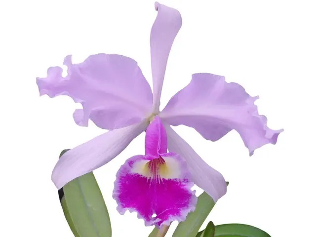 Cattleya warscewiczii