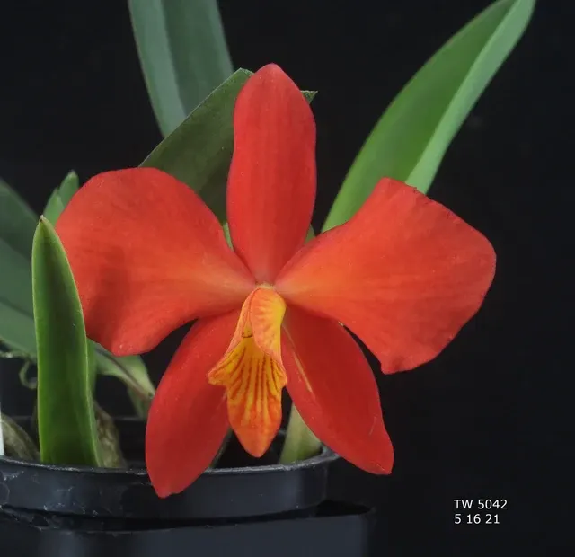 Sophronitis coccinea (Sophronitis)