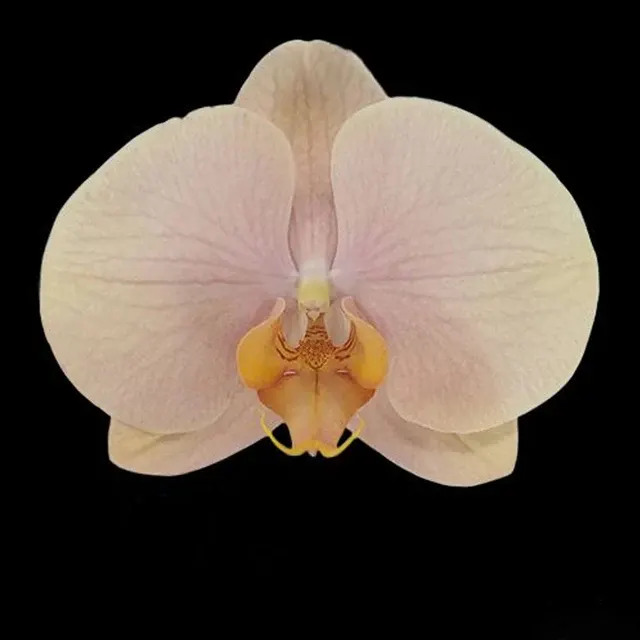 Phalaenopsis Fangmei Egg Yolk Cake