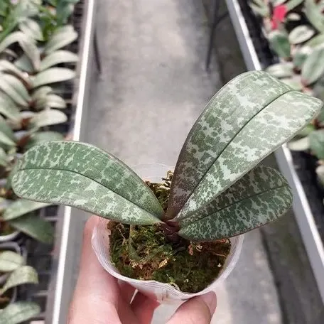 Phalaenopsis schilleriana × sib