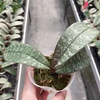 Phalaenopsis schilleriana × sib 2.5" Fragrant