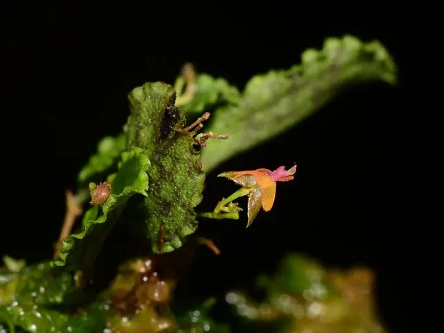 Lepanthes volador (Lepanthes)