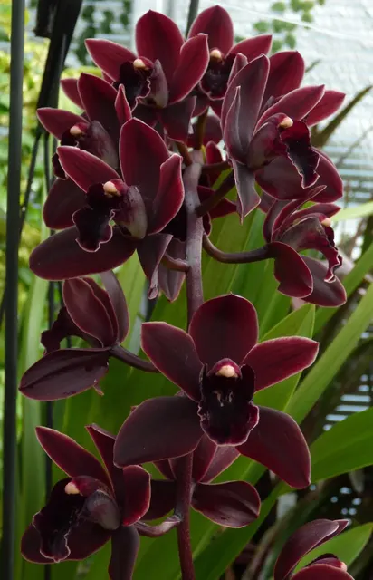Cymbidium Cali Night 'Geyserland' (Cymbidium)