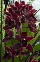 Cymbidium Cali Night "Geyserland" (Big)