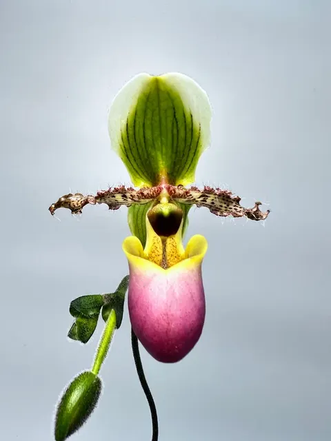 Paphiopedilum victoria mariae (Paphiopedilum)