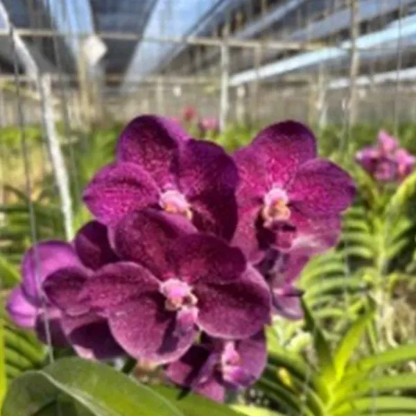 Vanda Kulwadee (Vanda)