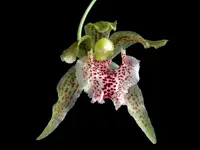 Kefersteinia taurina