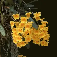 Dendrobium lindleyi (Young Size)