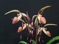 Paphiopedilum sanderianum ‘2015 from CY x sib Daya #2017′
