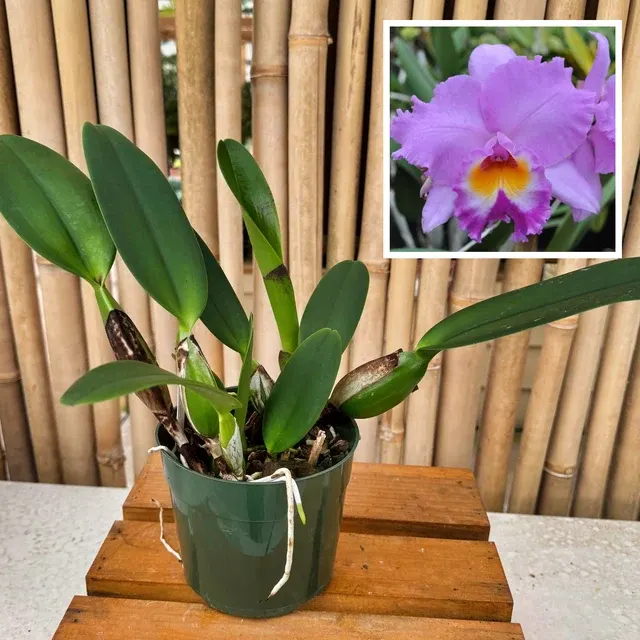Rhyncholaeliocattleya Volcano Spring 'Volcano Queen' (Rhyncholaeliocattleya)