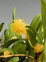 Bulbophyllum odoratissimum
