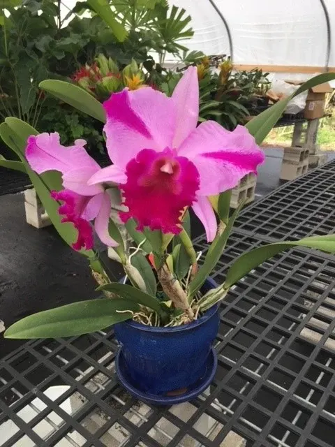 Rhyncholaeliocattleya Jennifer Off 'Joan'