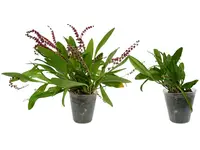 Stelis argentata 'Ecuagenera' (Big)