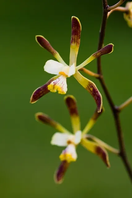 Encyclia alata x sib