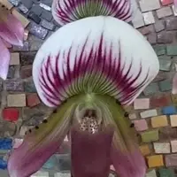 Paphiopedilum callosum × sib flask