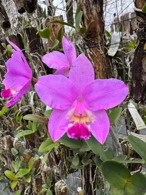 Cattleya Loddiglossa (Cattleya)