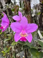 Cattleya Loddiglossa