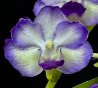 Perreiraara LeBeau Blue 'Cielito Lindo'